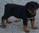 Rottweiler Puppies for sale in Oklahoma City, OK 73101, USA. price: $500