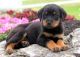 Rottweiler Puppies for sale in Colorado St, Houston, TX 77007, USA. price: NA