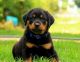 Rottweiler Puppies for sale in Colorado St, Houston, TX 77007, USA. price: NA
