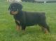 Rottweiler Puppies for sale in Bountiful, UT 84010, USA. price: $650