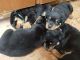 Rottweiler Puppies for sale in Iron Mountain, MI 49801, USA. price: NA