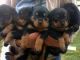 Rottweiler Puppies for sale in Seattle, WA, USA. price: NA