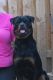 Rottweiler Puppies for sale in Candiac, QC, Canada. price: $500