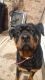 Rottweiler Puppies for sale in Candiac, QC, Canada. price: $500