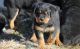 Rottweiler Puppies for sale in Sterling, VA, USA. price: NA