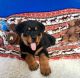 Rottweiler Puppies for sale in Cowley, WY, USA. price: $650