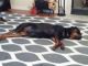 Rottweiler Puppies for sale in Fayetteville, NC, USA. price: $300