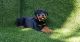Rottweiler Puppies for sale in San Diego, CA, USA. price: $1,500
