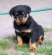Rottweiler Puppies for sale in Cincinnati, OH, USA. price: $400