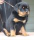 Rottweiler Puppies for sale in Gillette, WY, USA. price: $650