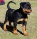 Rottweiler Puppies for sale in Denver, CO, USA. price: NA