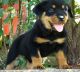 Rottweiler Puppies for sale in Dickinson, ND 58601, USA. price: $650