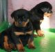 Rottweiler Puppies for sale in Williamsport, PA, USA. price: NA