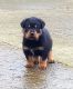 Rottweiler Puppies for sale in Pittsburgh, PA, USA. price: NA