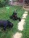 Rottweiler Puppies for sale in Hellertown, PA, USA. price: NA