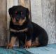 Rottweiler Puppies for sale in St. Louis, MO, USA. price: $650