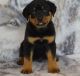 Rottweiler Puppies for sale in Cheyenne, WY, USA. price: $500