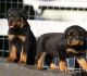 Rottweiler Puppies for sale in Sacramento, CA, USA. price: $400
