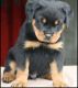Rottweiler Puppies for sale in Victoria, TX, USA. price: NA