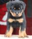 Rottweiler Puppies for sale in Norman, OK, USA. price: NA