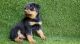 Rottweiler Puppies for sale in San Diego, CA, USA. price: $1,250