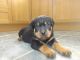 Rottweiler Puppies for sale in Pittsburgh, PA, USA. price: NA