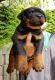 Rottweiler Puppies for sale in Guernsey, WY, USA. price: NA