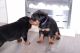 Rottweiler Puppies for sale in Cleveland, GA 30528, USA. price: NA