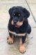 Rottweiler Puppies for sale in Cleveland, GA 30528, USA. price: NA
