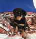 Rottweiler Puppies for sale in Frisco, TX, USA. price: NA