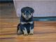 Rottweiler Puppies for sale in California St, San Francisco, CA, USA. price: $400