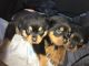 Rottweiler Puppies for sale in San Diego, CA 92027, USA. price: NA