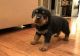 Rottweiler Puppies for sale in Phoenix Country Club, Phoenix, AZ, USA. price: NA