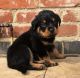 Rottweiler Puppies for sale in Charleston, SC, USA. price: NA