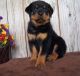 Rottweiler Puppies for sale in Gillette, WY, USA. price: $650