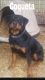 Rottweiler Puppies for sale in Richmond, VA 23224, USA. price: $800