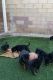 Rottweiler Puppies for sale in Carson, CA, USA. price: NA