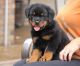 Rottweiler Puppies for sale in KY-44, Shepherdsville, KY 40165, USA. price: NA