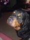 Rottweiler Puppies for sale in St Marys, OH 45885, USA. price: NA