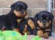 Rottweiler Puppies for sale in Tacoma, WA, USA. price: NA