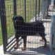 Rottweiler Puppies for sale in Elberon, VA, USA. price: NA