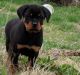 Rottweiler Puppies for sale in Harrah, OK, USA. price: $1,000