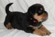 Rottweiler Puppies for sale in Garden Grove, CA, USA. price: $500