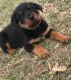 Rottweiler Puppies for sale in Sudbury, MA, USA. price: NA