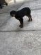 Rottweiler Puppies for sale in Durham, NC, USA. price: NA