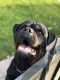 Rottweiler Puppies for sale in Lindsay, CA 93247, USA. price: $1,500