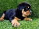 Rottweiler Puppies for sale in Thousand Oaks, CA, USA. price: NA