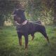 Rottweiler Puppies for sale in La Puente, CA, USA. price: NA