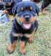 Rottweiler Puppies for sale in Bolton, MS 39041, USA. price: NA