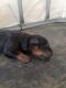 Rottweiler Puppies for sale in Marana, AZ, USA. price: NA